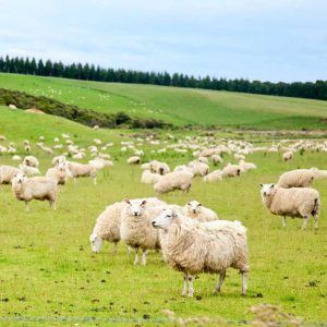 Feeding Sheep