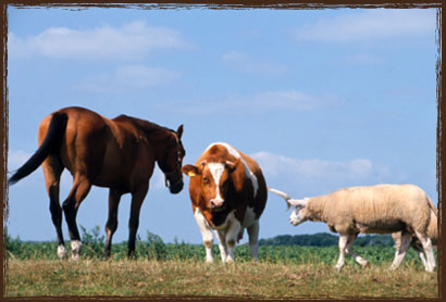 No 2 Soya Horse Feed Takanini