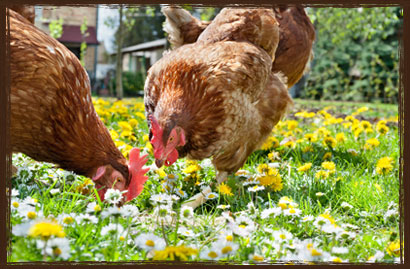 Takanini Feeds Chook Chow - Chicken Feed