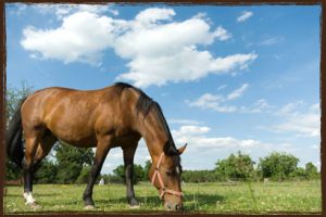 Food for Horses