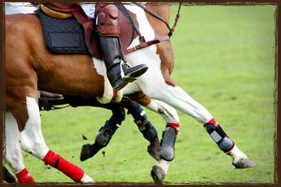 Horse Feed - Manetain