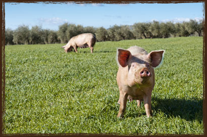 Pig Pellets - Takanini Pig Feed