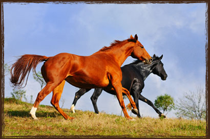 Horse Feed - Complete Race Formula