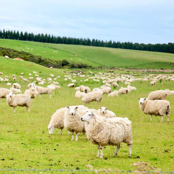Takanini Feeds - Sheep Feed Provider
