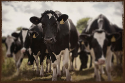 Takanini Dairy Feed