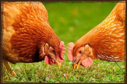 Layer Pellets - Chicken Feed