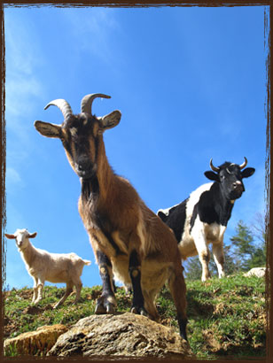 Cattle, Goat and Sheep Feed - Economy Pellets at Takanini Feeds